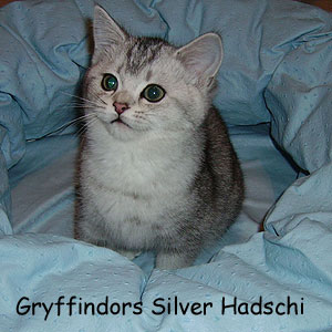 Silver Hadschi