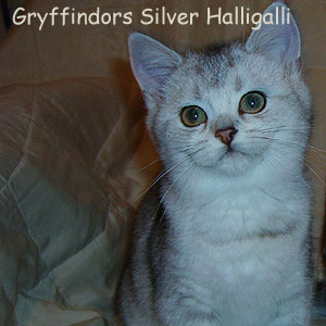 Silver Halligalli