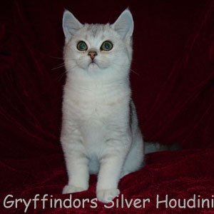 Silver Houdini