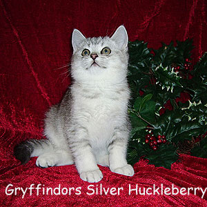 Silver Huckleberry