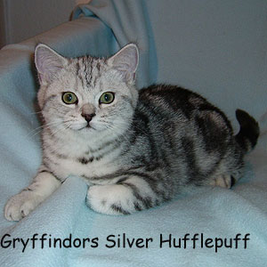Silver Hufflepuff