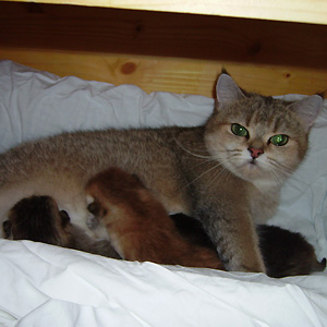Kitten T-Wurf.